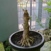 bonsai-kaskus-reborn--forum-sharing--diskusi-seputar-seni-bonsai-indonesia