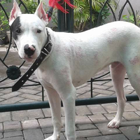 dogo-argentino-lovers---part-2