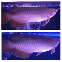 arowana--new-thread----part-1