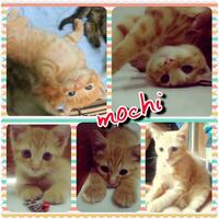 erye-community966896689668175817588801-cat-lover-regional-yogyakarta-new-home-base880117581758-965896589658