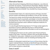 datnoids-aka-tiger-fish