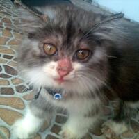 kenalin-gan-kucing-ane-namanya-fady