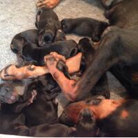 dobermann-lovers