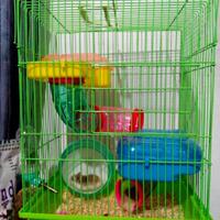new-hamster-lovers---part-2