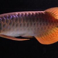 arowana--new-thread----part-1