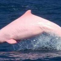 melihat-10-hewan-unik-di-hutan-amazon