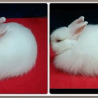 rcc-rabbit-lover---part-3