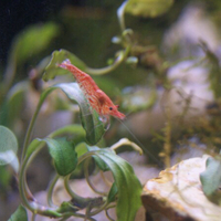 new-pendopo-sony-alpha