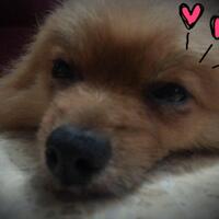 pomeranian-lovers---part-3