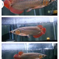 arowana--new-thread----part-1