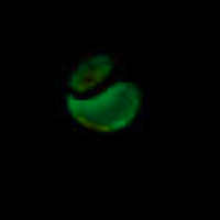 lounge-programmer-edisi-tukang-nasi-goreng-naik-gondola