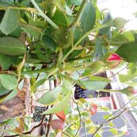 mawar-old-english-rose