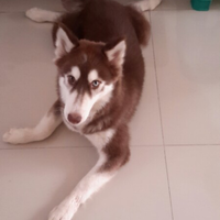 new-siberian-husky-lovers---read-page-1-for-update---part-2