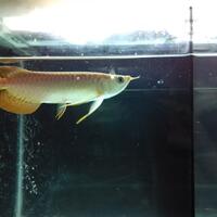 arowana--new-thread----part-1