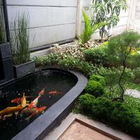 forum-koi-kaskus-part-5-semua-tentang-koi-masuk-kesini