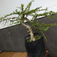 bonsai-kaskus-reborn--forum-sharing--diskusi-seputar-seni-bonsai-indonesia