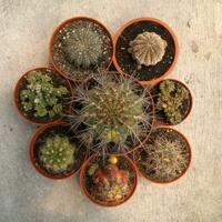 cactus---tanaman-kecil-yang-memukau