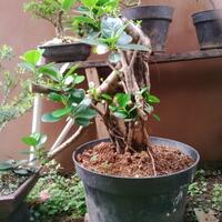 bonsai-kaskus-reborn--forum-sharing--diskusi-seputar-seni-bonsai-indonesia