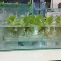pics--info-freshwater-plant-species-profiles---tanaman-aquarium-air-tawar
