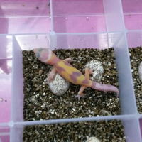 9788new-ask-about-leopard-gecko9788