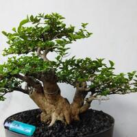 bonsai-kaskus-reborn--forum-sharing--diskusi-seputar-seni-bonsai-indonesia