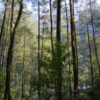 memahami-pentingnya-peran-dan-fungsi-hutan-di-indonesia