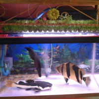 datnoids-aka-tiger-fish