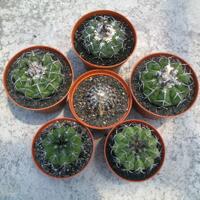 joy-s-garden-tanaman-hias-dan-langka-yang-banyak-peminatnya