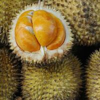 panen-di-kebun-komang-supandi-malah-tewas-kejatuhan-durian