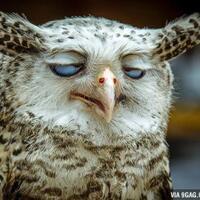 foto-foto-lucu-dan-bikin-geli-dari-seekor-owl