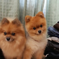 pomeranian-lovers---part-3