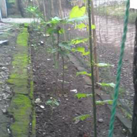 kampung-anggur----part-3