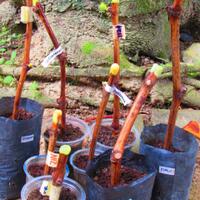 kampung-anggur----part-3