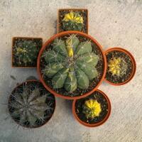 joy-s-garden-tanaman-hias-dan-langka-yang-banyak-peminatnya