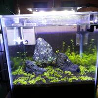 aquascape-for-everyone-learning-and-sharing---part-1