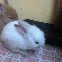 rcc-rabbit-lover---part-3