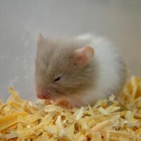 new-hamster-lovers---part-2