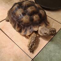 93787769378776937-all-about-tortoise-93787769378776937---part-3