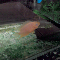 cichlidae-african-american-etc