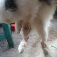 rcc-rabbit-lover---part-3