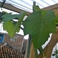 kampung-anggur----part-3