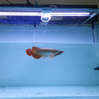 arowana--new-thread----part-1