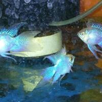 ramirezi-world-cantiknya-cichlid-mini