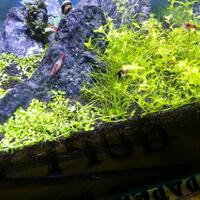 aquascape-for-everyone-learning-and-sharing---part-1