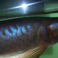 arowana--new-thread----part-1