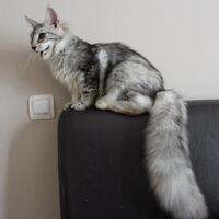 maine-coon-lovers-come-here