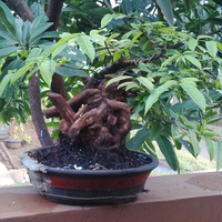 bonsai-kaskus-reborn--forum-sharing--diskusi-seputar-seni-bonsai-indonesia