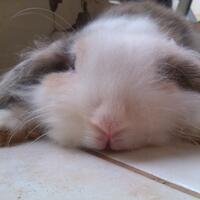 rcc-rabbit-lover---part-3