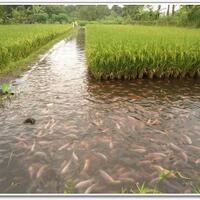 foto-sawah-yang-penuh-ikan-di-jogja-bikin-heboh