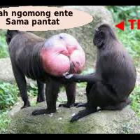 tiga-cewek-rela-mati-demi-gw-brayy